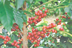 Rising overseas demand draws more youth towards coffee farming in Gulmi